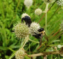 Xylocopa virginica