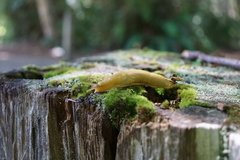 Ariolimax columbianus