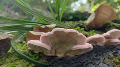 Rhodofomes cajanderi