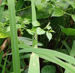 Eudryas unio