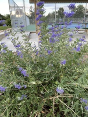 Caryopteris