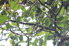 Cranioleuca erythrops