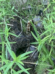 Agkistrodon piscivorus