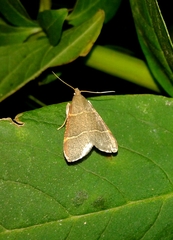 Hypsopygia glaucinalis
