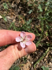 Geranium californicum