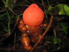 Calostoma cinnabarinum