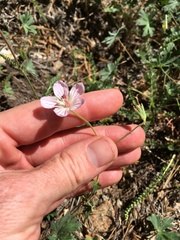 Geranium californicum