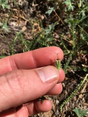 Geranium californicum