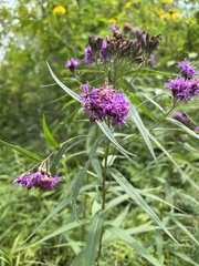 Vernonia fasciculata