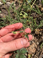 Geranium californicum