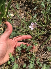 Geranium californicum