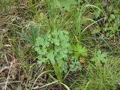 Thalictrum fendleri