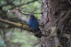 Cyanocitta stelleri