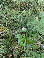 Parnassia fimbriata
