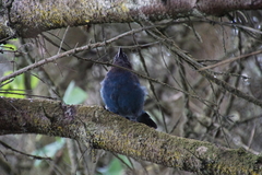 Cyanocitta stelleri