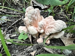 Laetiporus cincinnatus