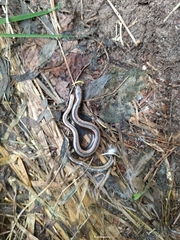 Anguis colchica