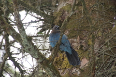 Cyanocitta stelleri