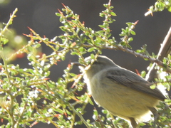 Stigmatura budytoides