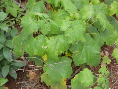 Rubus parviflorus