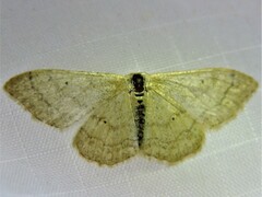 Idaea aversata