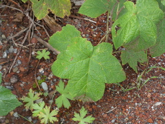 Rubus parviflorus