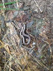 Anguis colchica
