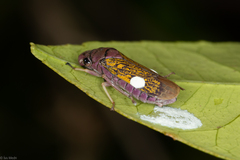 Oncometopia facialis