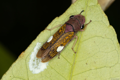 Oncometopia facialis