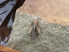 Allonemobius fasciatus