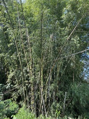 Bambusoideae