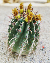 Ferocactus peninsulae