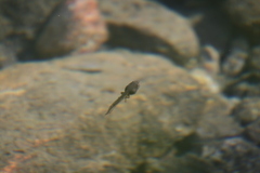 Hyla arenicolor
