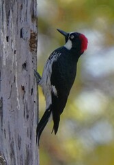 Melanerpes formicivorus