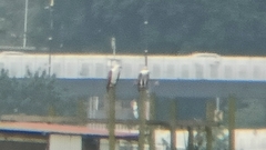 Haliaeetus leucogaster