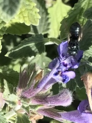 Ceratina