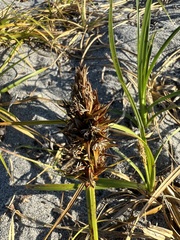 Carex macrocephala