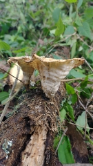 Cymatoderma caperatum