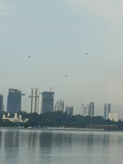 Haliaeetus leucogaster