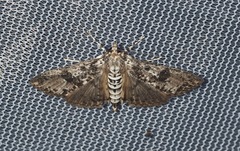 Palpita