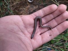 Anguis colchica