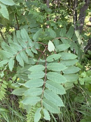 Sorbus decora