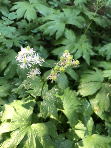 Placid Lake Trail #29