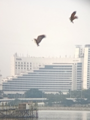 Haliaeetus leucogaster