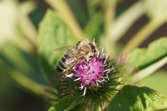 Apis mellifera