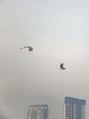 Haliaeetus leucogaster