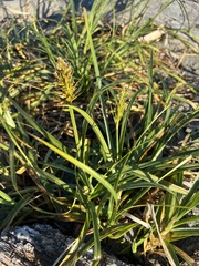 Carex macrocephala