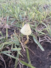 Leucocoprinus birnbaumii