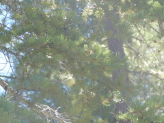 Poecile gambeli