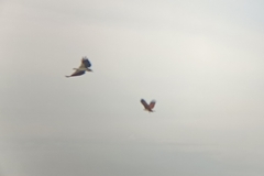 Haliaeetus leucogaster